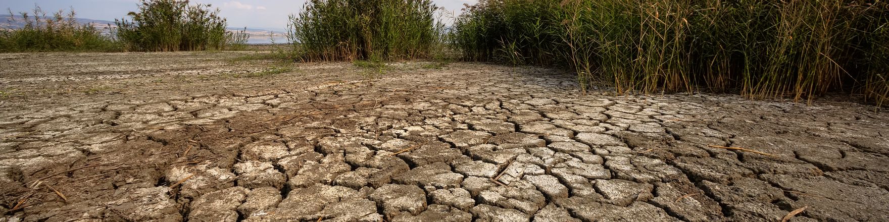 Bethmann HAL Active Investor (Markt-Update): Ausgetrockneter Boden mit tiefen Rissen erstreckt sich im Vordergrund einer Landschaft mit Schilf und niedriger Vegetation. Über der trockenen Fläche sind ein blauer Himmel und vereinzelte Wolken zu sehen.